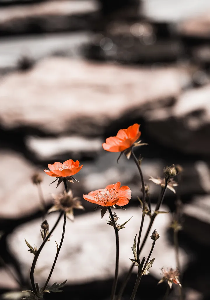 Macro image of tiny orange flowers against a monochrome background