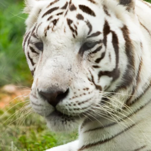 White tiger trapped. Image copyright the author, C. A. Schmidt, 2017